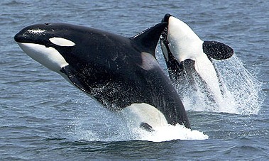 Gemidos de ballenas asustan a las focas